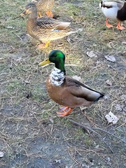 Anas platyrhynchos domesticus