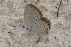 Freyeria trochylus