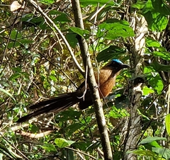 Momotus subrufescens