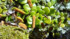 Lemmaphyllum microphyllum