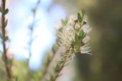 Metrosideros stipularis