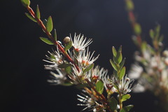 Metrosideros stipularis