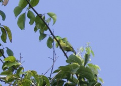 Vireolanius pulchellus