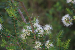 Metrosideros stipularis