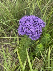 Tetraselago longituba