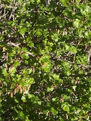 Ribes californicum