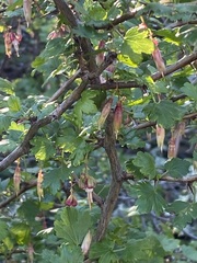 Ribes californicum