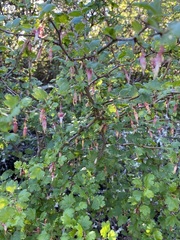 Ribes californicum