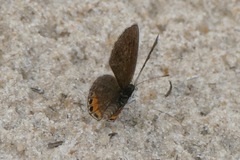 Freyeria trochylus