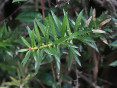 Podocarpus nubigenus