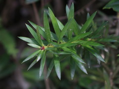 Podocarpus nubigenus