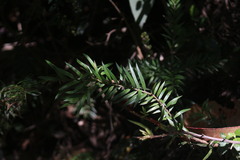 Saxegothaea conspicua