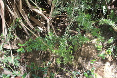 Podocarpus nubigenus