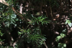 Saxegothaea conspicua