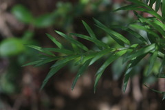 Saxegothaea conspicua