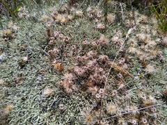 Celmisia sessiliflora