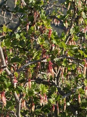 Ribes californicum