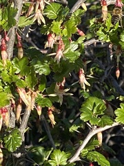 Ribes californicum