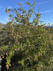 Ribes californicum