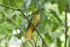 Onychorhynchus coronatus