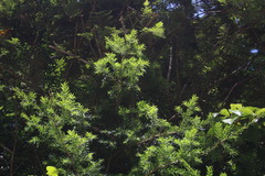 Saxegothaea conspicua