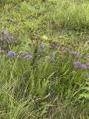 Tetraselago longituba