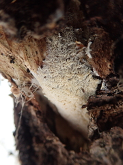 Skeletocutis papyracea