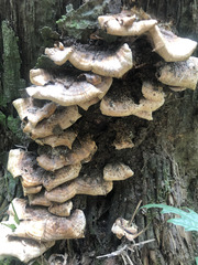 Climacocystis borealis