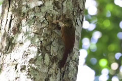 Xiphorhynchus flavigaster