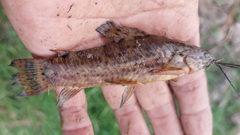 Bartail Hoplo photo 1