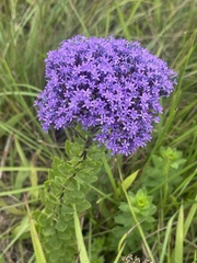 Tetraselago longituba