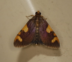 Rehimena infundibulalis