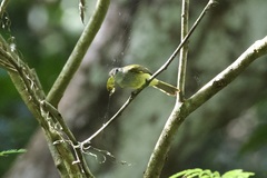 Myiopagis viridicata