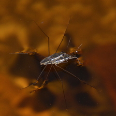 Limnogonus