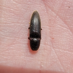 Melanotus longulus