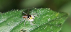Maeota