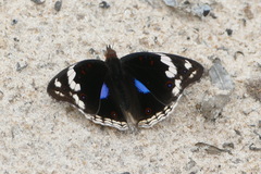 Junonia oenone oenone