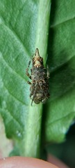 Wagneriana