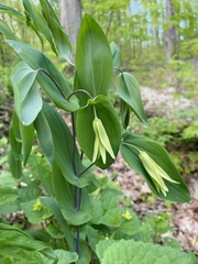 Uvularia perfoliata