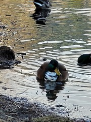 Anas platyrhynchos domesticus