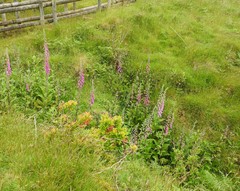 Vaccinium cylindraceum