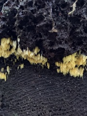 Mucronella flava