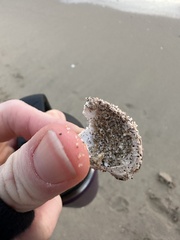 Megastraea undosa