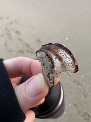Megastraea undosa