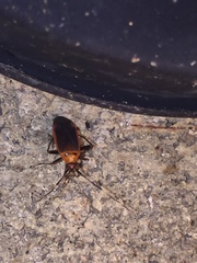 Adelphocoris rapidus