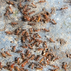 Pheidole hyatti
