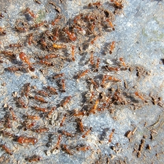 Pheidole hyatti