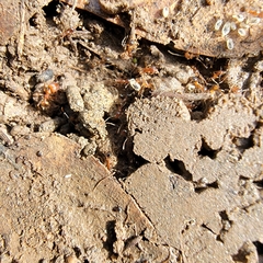 Pheidole hyatti