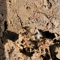 Pheidole hyatti