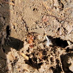 Pheidole hyatti